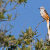 Scissor-tailed Flycatcher